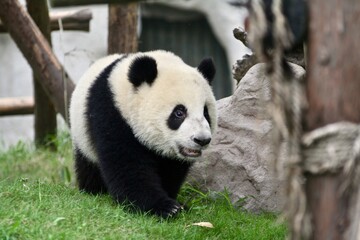 Giant panda cub in captivity