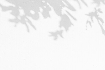 Obraz premium Leaves shadow pattern on white concrete wall
