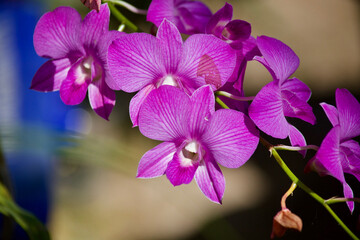 Fototapeta na wymiar Purple orchid 