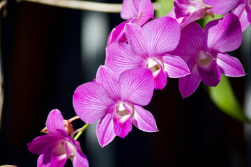 Purple orchid
