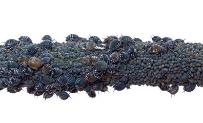 A colony of aphids on the stem of a plant isolated on a white background. aphid colony isolated on...