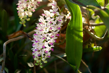 orchid flowers on tree