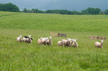 Fototapeta premium on pasture