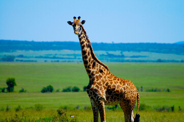 Giraffe - Masai Mara - Kenya