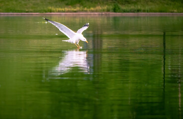 A seagull flying over the green water, preparing to land or attack.