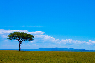 Fototapeta na wymiar Acacia Tree in the African Wild