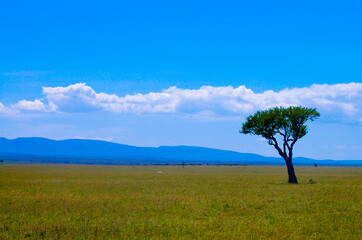 Acacia Tree in the African Wild