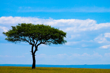Fototapeta na wymiar Acacia Tree in the African Wild
