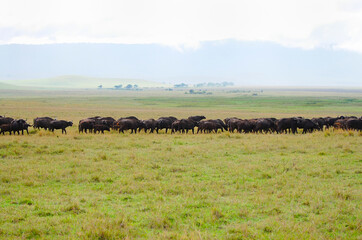 Buffalos in Ngorongoro Crater - Tanzania