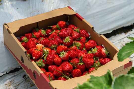 ripe red strawberries in a Cardboard 