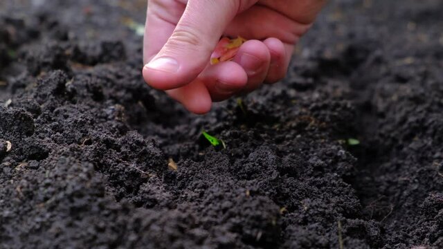 Farmer's hand planting seeds in the soil, close-up