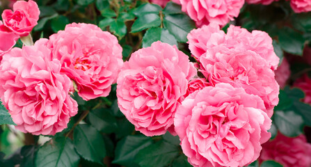 Pink roses. Background of blooming roses. garden of roses. Nature.