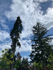 trees in the sky