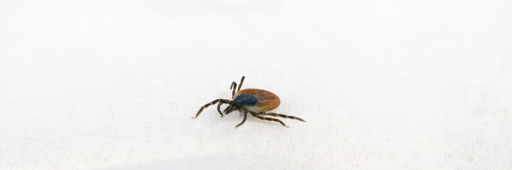 A tick in close-up on a white towel, banner