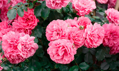 Pink roses. Background of blooming roses. garden of roses. Nature.