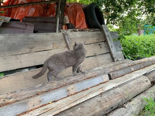 rabbit on the farm