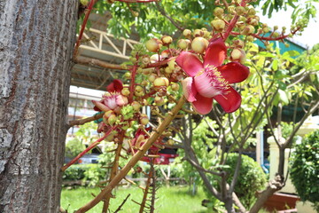 Shorea robusta flower blooming branch hanging on tree closeup. Is a sacred flower and legend of...