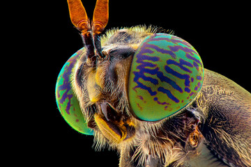 Soldier fly  face extreme close up 