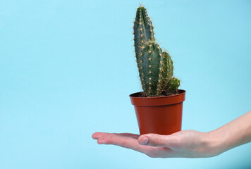 Cactus in pot on palm of hand. Yellow background. Minimalism