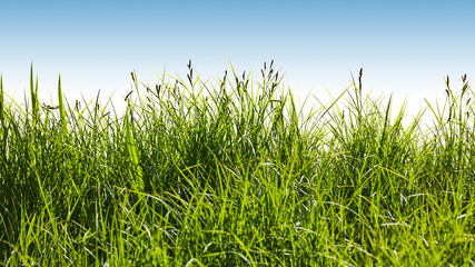 Obraz premium Gras auf grüner Wiese vor einem blauen Himmel