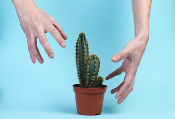 The hands pulls to the sharp needles of a cactus. Yellow studio background. Minimalism photo