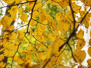 Fototapeta na wymiar Yellow leafs on a branch in a park, abstract fall background.