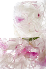 Ice cubes and frozen flower petals in it.Concept of frozen beauty