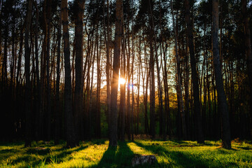 Beautiful landscape. Sunset in the forest. Nature care concept. 
Take care of the environment. Action against deforestation.transient autofocus, noise