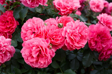Pink roses. Background of blooming roses. garden of roses. Nature.