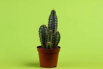 Keuken foto achterwand Cactus in pot Cactus in pot op een groene studioachtergrond. minimalisme