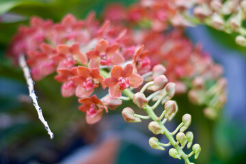 pink orchid flowers on tree in garden