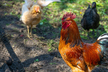 Close up of adult rooster with chickens in paddock. Portrait of stately pack leader in coop outdoor.