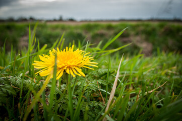 A lone dandelion pokes it's flower from out of grass