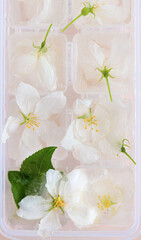 Apple blossoms are frozen in water in an ice tray