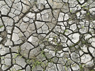 dry bay mud with plants in between