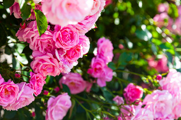 Pink climbing rose closeup.