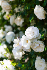 White climbing roses close-up.