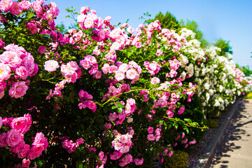 Obraz premium Pink and white climbing roses