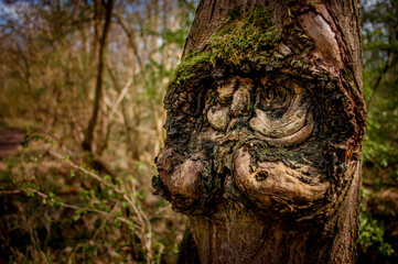 A tree in an English forest that resembles the face of an old man with a handlebar moustache