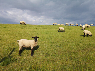 sheep on the dike close to Varel sluice