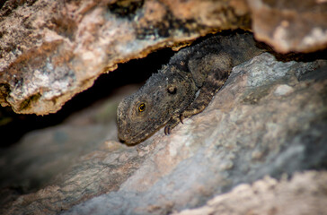 Close-up of a lizard hiding under a rock near Agyaca in Turkey