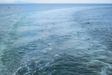 Naklejka premium seagulls in flight on the sea. Greece, Aegean sea