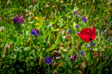 Fototapeta premium Wild Spring Flowers in Turkey