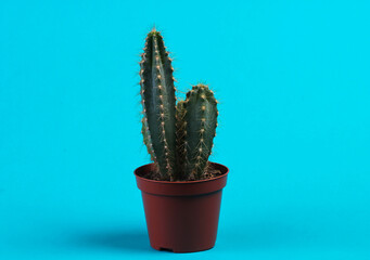 Cactus in pot on blue studio background. Minimalism