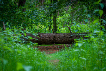 A fallen tree in a lush green forest blocks the path. The way ahead is restricted. Concept.