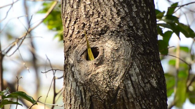 beautiful female red-breasted parakeet (Psittacula alexandri) at the entrance, Thailand