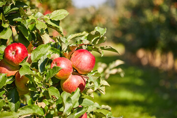 Apples on the tree. Orchard autumn