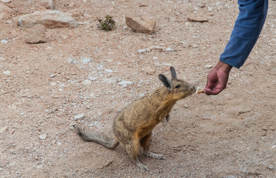 Rabbit animal in Bolivia. Viscacha breed. Cute, furry, brown bunny, with ears and long tail. Found in Salar de Uyuni, South America. Looks like a squirrel. Wildlife, holiday, vacation concepts.