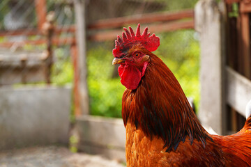 Close up of adult rooster in paddock. Portrait of stately cock outdoor.