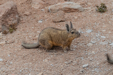 Naklejka premium Rabbit animal in Bolivia. Viscacha breed. Cute, furry, brown bunny, with ears and long tail. Found in Salar de Uyuni, South America. Looks like a squirrel. Wildlife, holiday, vacation concepts.